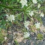 Bunium pachypodum Flower