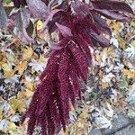 Amaranthus hypochondriacus Çiçek