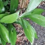 Ruscus hypoglossum Blad