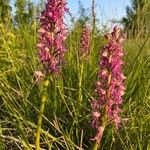 Orchis × spuria ফুল