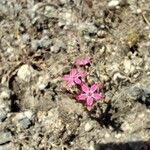 Pistorinia hispanica Flower