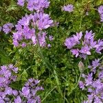 Allium unifolium Fleur