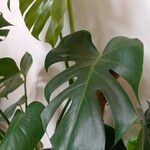 Monstera deliciosaHostoa