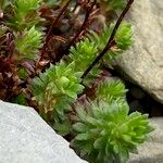 Saxifraga praetermissa Leaf