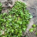 Nasturtium officinale Blad