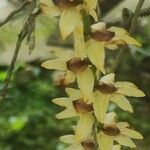 Diaphananthe pellucida 花