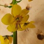 Verbascum brevipedicellatum 花