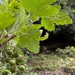 Ribes magellanicum Fruto