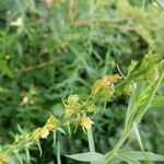 Linaria angustissima Fruit