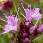 Thymus serpyllum 花