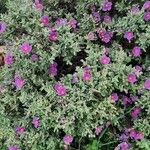 Cistus albidus Floro