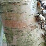 Betula ermanii 樹皮