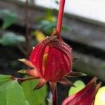 Hibiscus sabdariffa Fruto
