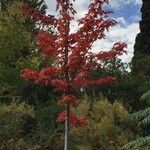 Acer × freemanii পাতা