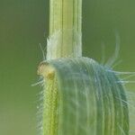 Bromus commutatus Bark