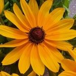 Rudbeckia fulgida Blomst