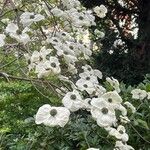 Cornus nuttallii Flower