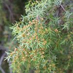 Juniperus oxycedrus葉