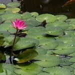 Nymphaea rubra Flower