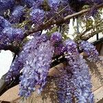 Wisteria sinensisÕis