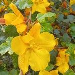 Fremontodendron mexicanum Davidsonফুল