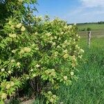 Sambucus racemosa 形態