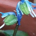 Scilla siberica Fruit