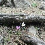 Crocus angustifolius Flower