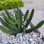 Euphorbia lactea Kora
