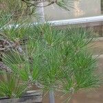 Pinus thunbergii List