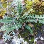 Asplenium ceterach Frunză