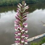 Acanthus spinosusFlower