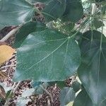 Oreopanax nymphaeifolius Hoja