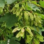 Acer pseudoplatanus 果實