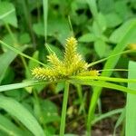 Cyperus aggregatus Květ