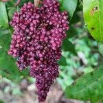 Rhus copallinumПлід