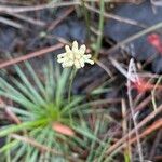 Burmannia capitata Flower