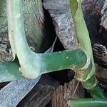 Epipremnum amplissimum Corteza