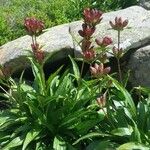 Gentiana purpurea عادت داشتن