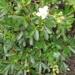 Sibbaldia tridentata Blüte
