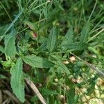 Epilobium coloratum Leaf