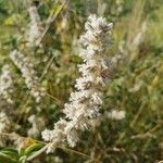 Sericocomopsis hildebrandtii Flower