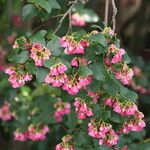 Vallea stipularis Flower