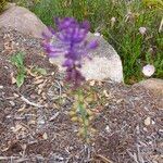 Muscari matritense Virág