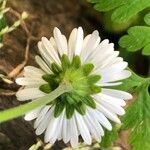 Bellis sylvestris Leaf