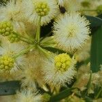 Acacia victoriae Çiçek