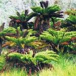 Blechnum loxense Hábito