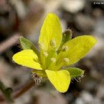 Tropidocarpum gracile Flower