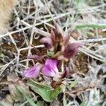 Anacamptis collina Květ