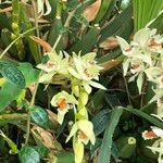 Coelogyne asperata Συνήθη χαρακτηριστικά